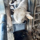 Abreuvoir Bovicup avec connection DI MOD.610